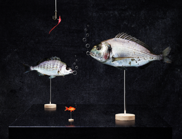 Exposition du Photo Club Bressan – Bourg-en-Bresse (01)